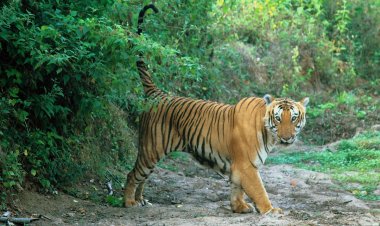 IBCA ने बाघ संरक्षण की सर्वोत्तम प्रथाओं के प्रदर्शन के लिए कर्नाटक को चुना