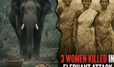 ओडिशा: ढेंकानाल में जंगली हाथी का कहर, चारा लेने गई तीन महिलाओं को उतारा मौत के घाट