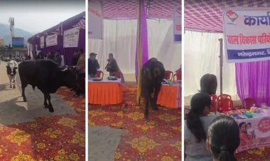 Rishikesh Bull Attack: Chaos at Multipurpose Camp