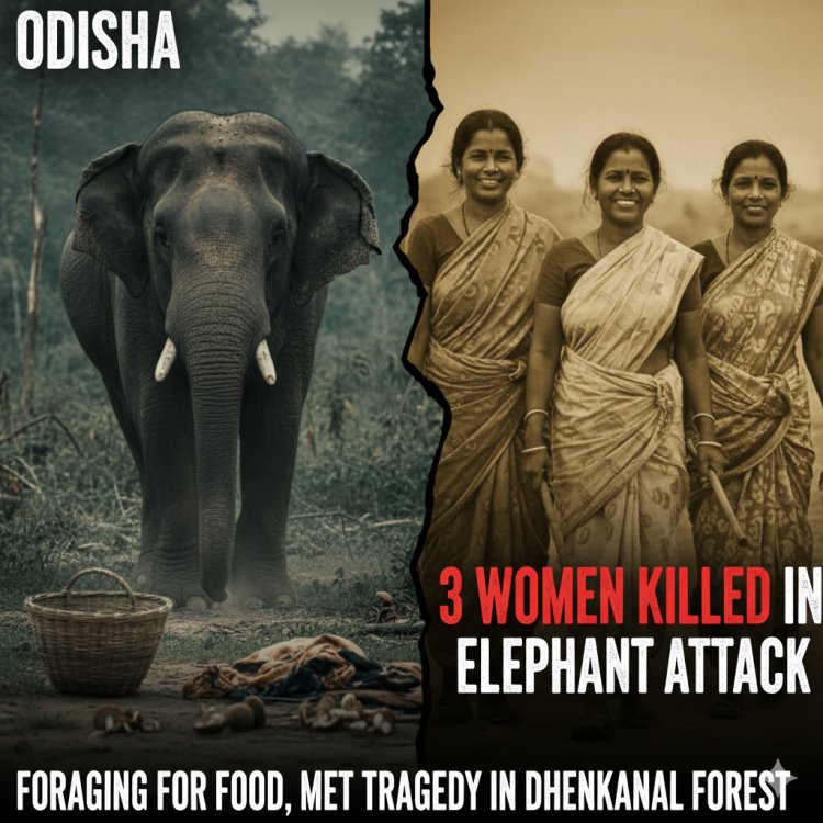 ओडिशा: ढेंकानाल में जंगली हाथी का कहर, चारा लेने गई तीन महिलाओं को उतारा मौत के घाट