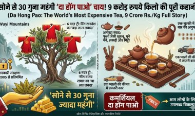 सोने से भी महंगी है यह चाय! 9 करोड़ रुपये किलो वाली 'दा होंग पाओ' की पूरी कहानी